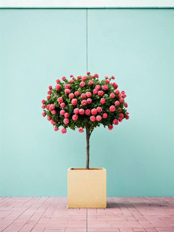 Akos Major